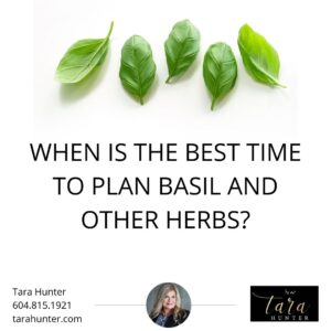 when should you plant basil and other herbs in the squamish area_