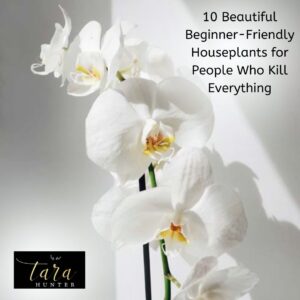 10 Beautiful Beginner-Friendly Houseplants for People Who Kill Everything