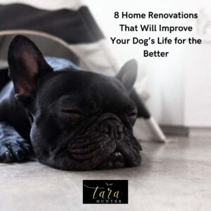 8 Home Renovations That Will Improve Your Dog’s Life for the Better